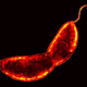 Image for article titled This Bikini-Shaped Bacteria Produces Some of the World's Strongest Glue